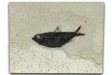Detailed Fossil Fish (Knightia) - Wyoming #327888-1